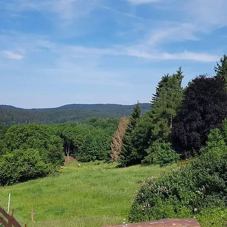 Silbertanne Hohegeiß